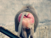 Baboon Buttocks