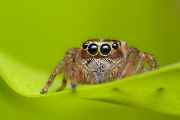 Jumping spider